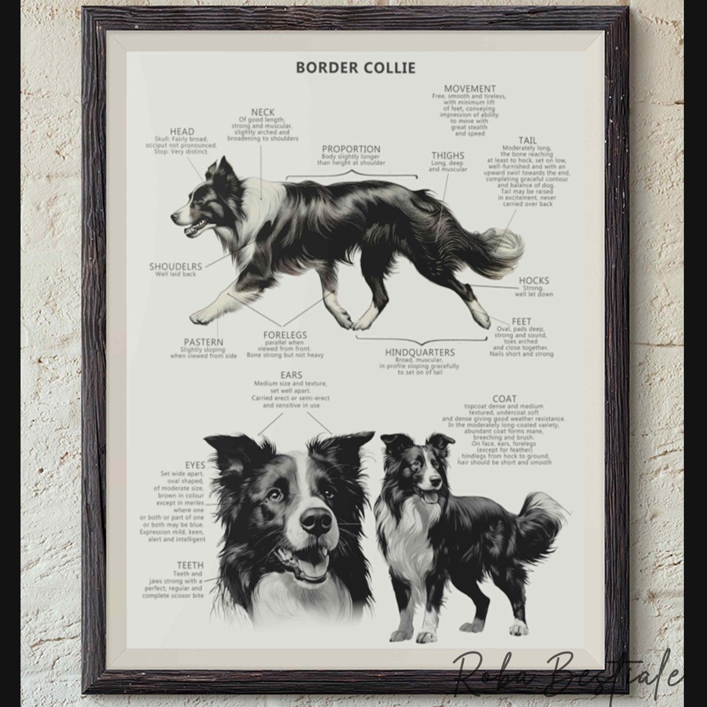 STANDARD Print - BORDER COLLIE Black & White - With wooden frame