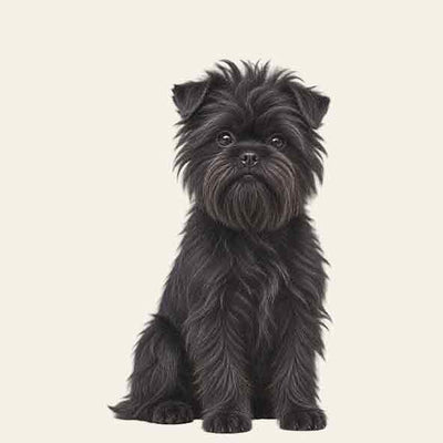 AFFENPINSCHER