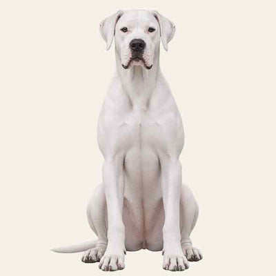 DOGO ARGENTINO