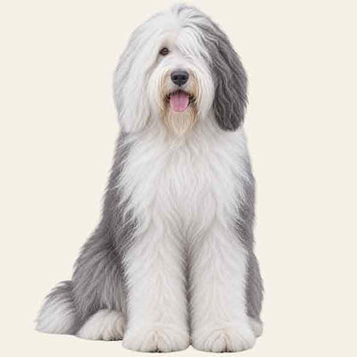 BOBTAIL