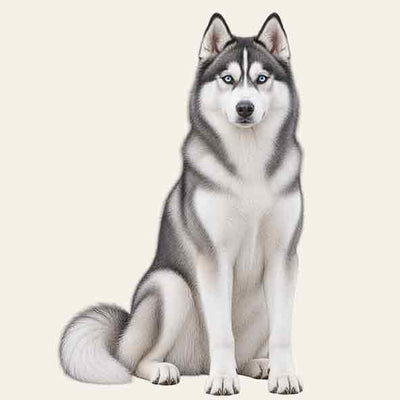 HUSKY SIBÉRIEN