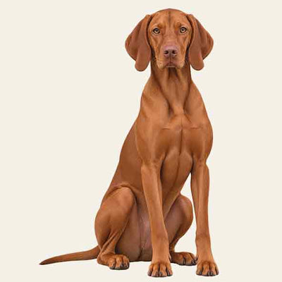 BRACCO UNGHERESE a Pelo Corto - VIZSLA