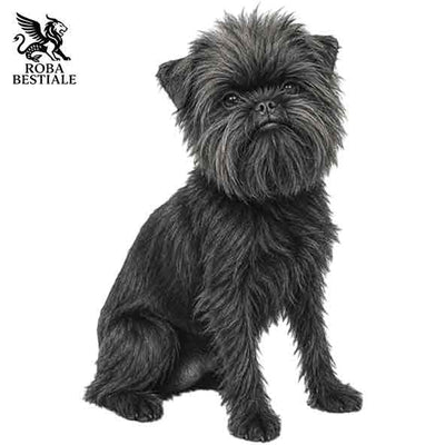 Affenpinscher