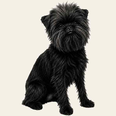 Affenpinscher