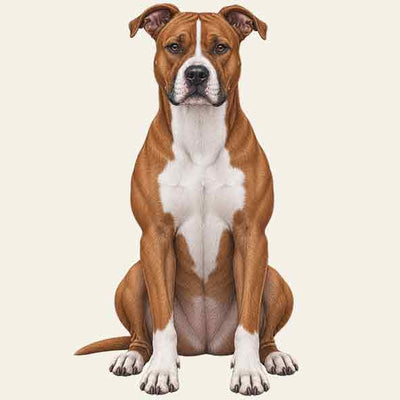 American Staffordshire Terrier