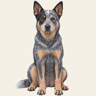 Australian Cattle Dog