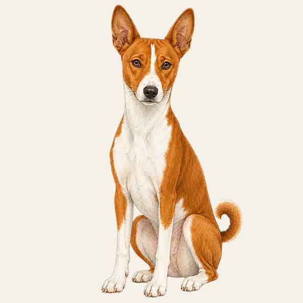 Basenji