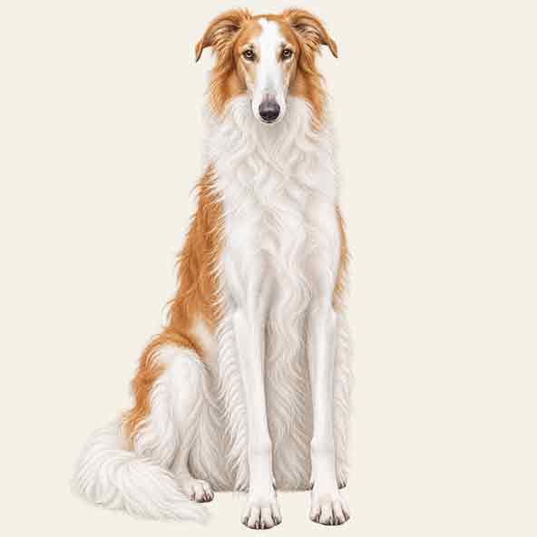 Borzoi