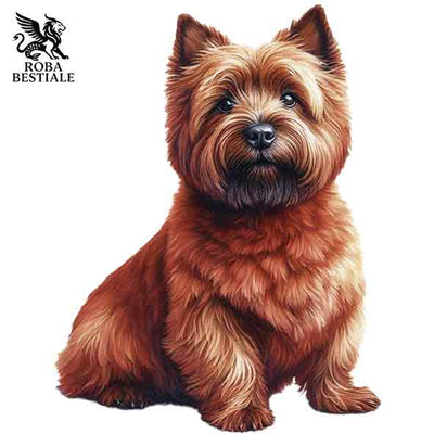 Cairn Terrier