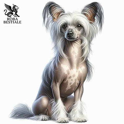 Chinese Crested Dog