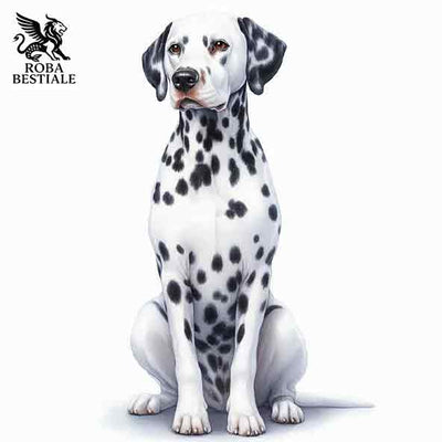 Dalmata