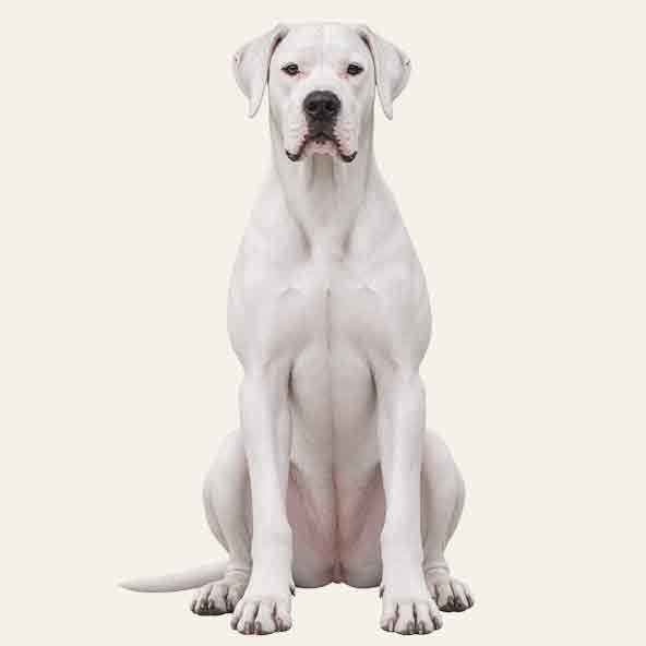 Dogo Argentino