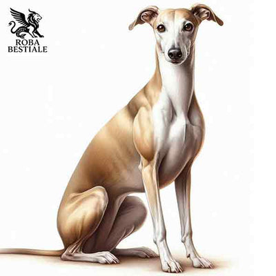 Galgo Espanol