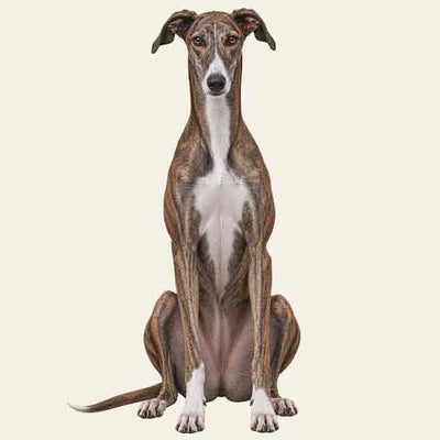 Galgo Espanol