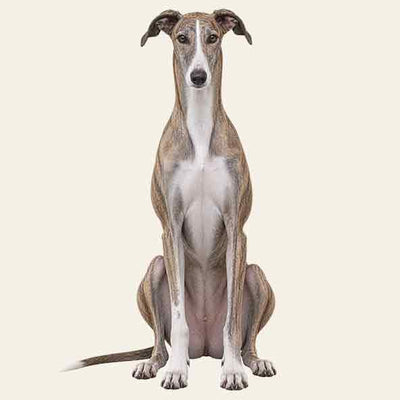 Greyhound