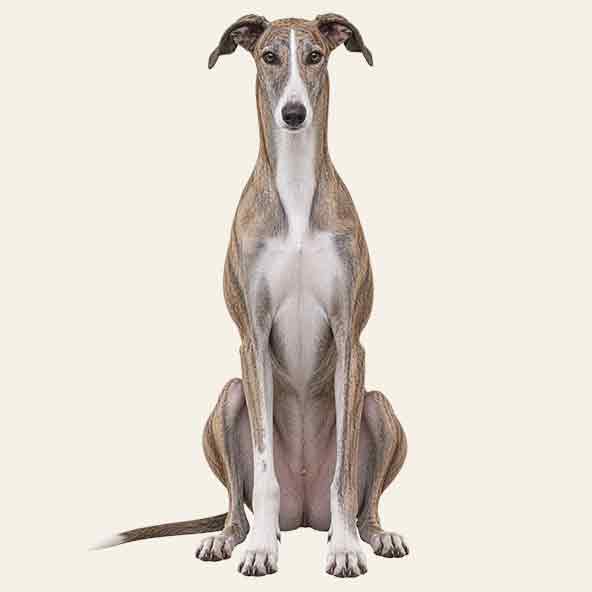 Greyhound