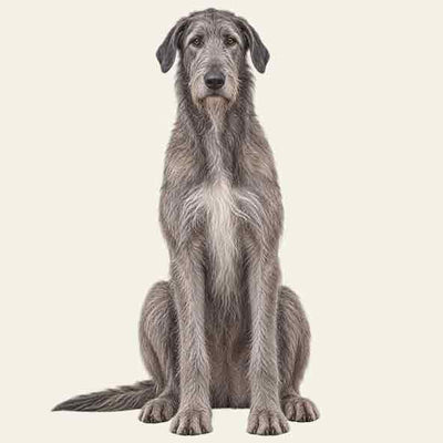 Irish Wolfhound