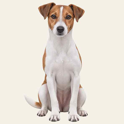 Jack Russell Terrier