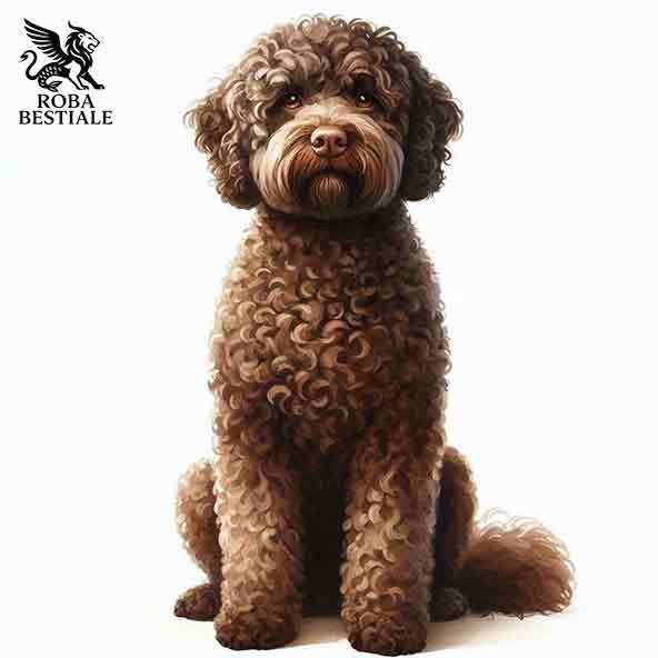 Lagotto Romagnolo