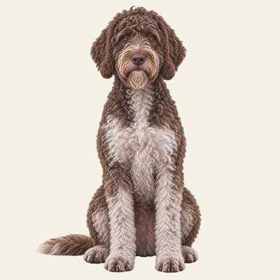 Lagotto Romagnolo