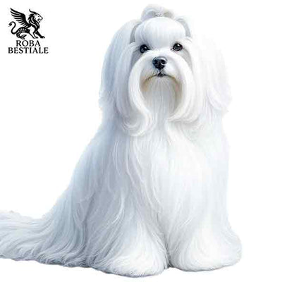 Maltese