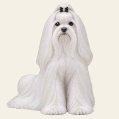 Maltese