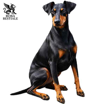 Manchester Terrier
