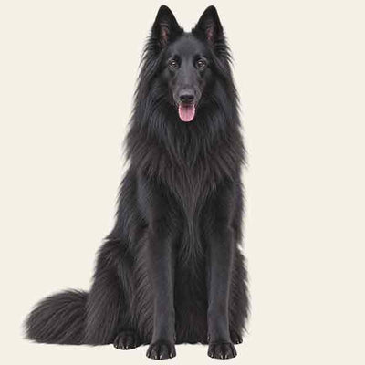 Pastore Belga Groenendael