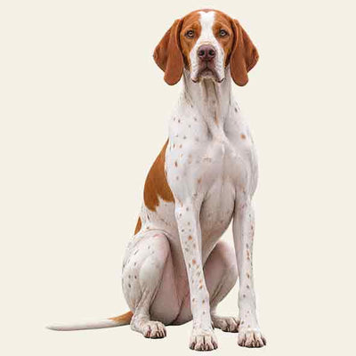 Pointer Inglese