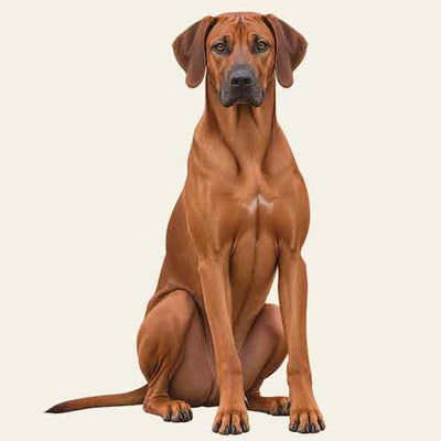Rhodesian Ridgeback
