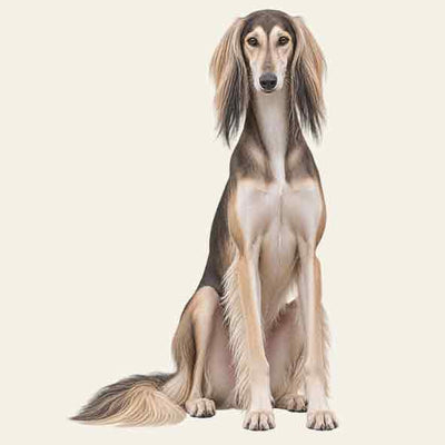 Saluki