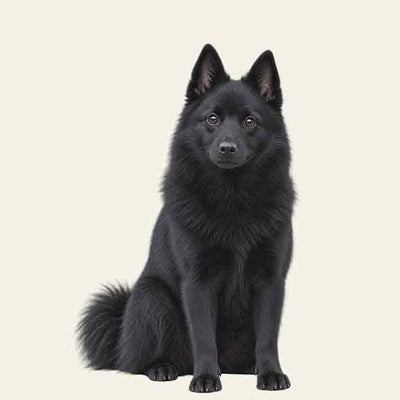 Schipperke