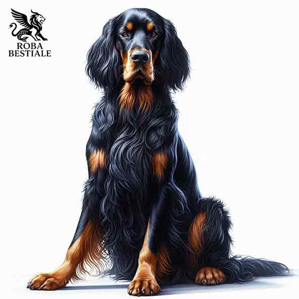 Setter Gordon