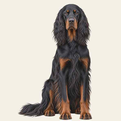 Setter Gordon