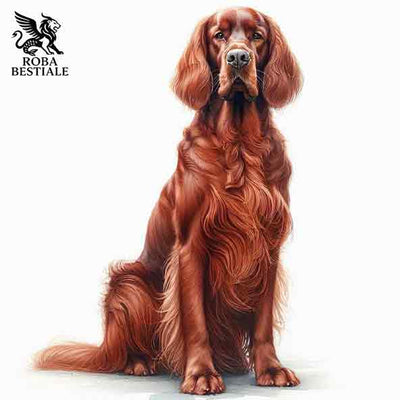 Setter Irlandese