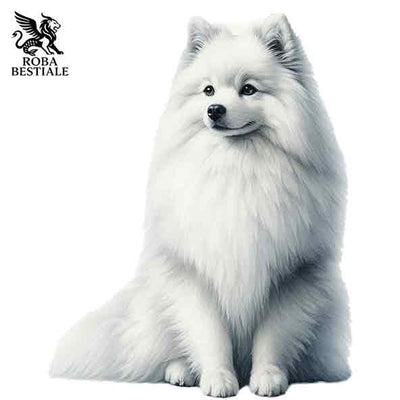 Spitz Giapponese