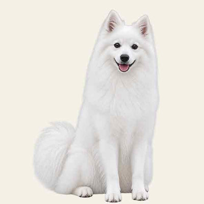 Spitz Giapponese