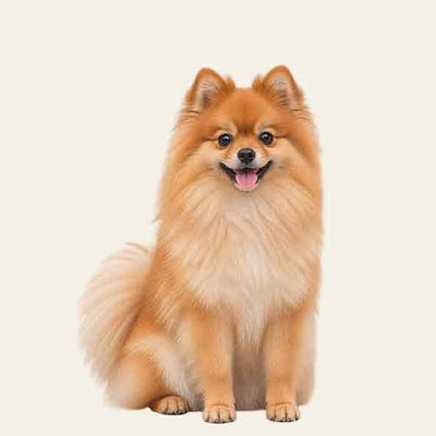 Pomerania