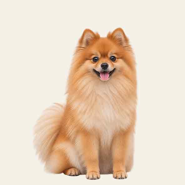 Pomerania