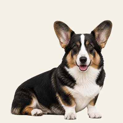 Welsh Corgi Cardigan