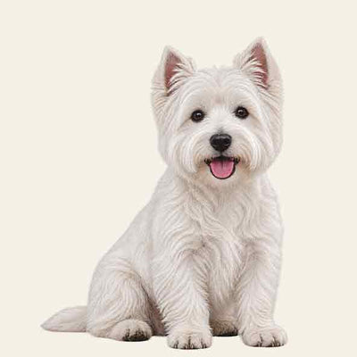 West Highland White Terrier