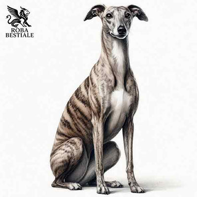 Whippet