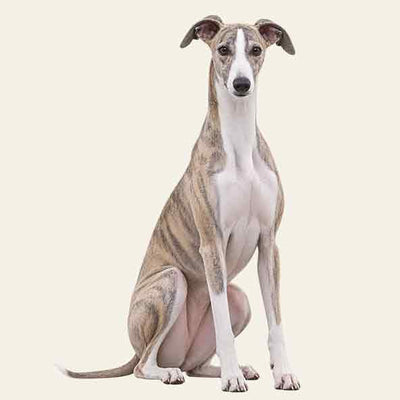 Whippet