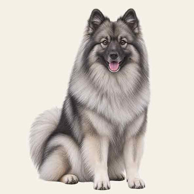 Wolfspitz