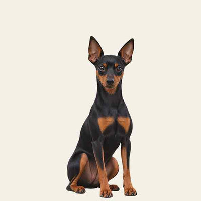 Zwergpinscher